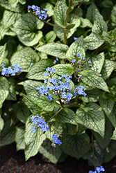 Queen of Hearts Bugloss (Brunnera macrophylla 'Queen of Hearts') at Parkland Garden Centre