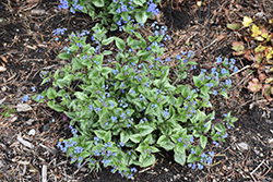 Queen of Hearts Bugloss (Brunnera macrophylla 'Queen of Hearts') at Parkland Garden Centre