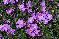 Spring Bling Rose Quartz Creeping Phlox (Phlox subulata 'Rose Quartz') at Parkland Garden Centre