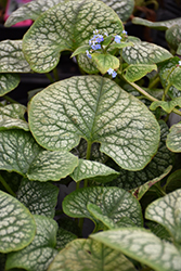 Jack of Diamonds Bugloss (Brunnera macrophylla 'Jack of Diamonds') at Parkland Garden Centre