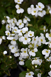 Catwalk White Wall Cress (Arabis caucasica 'Catwalk White') at Parkland Garden Centre