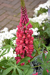 Westcountry Red Rum Lupine (Lupinus 'Red Rum') at Parkland Garden Centre