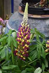 Westcountry Manhattan Lights Lupine (Lupinus 'Manhattan Lights') at Parkland Garden Centre