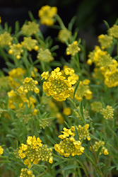 Golden Spring Alpine Alyssum (Alyssum wulfenianum 'Golden Spring') at Parkland Garden Centre