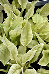 White Feather Hosta (Hosta 'White Feather') at Parkland Garden Centre