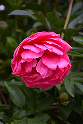 Cytherea Peony (Paeonia 'Cytherea') at Parkland Garden Centre