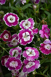 Beauties Olivia Sweet Pinks (Dianthus 'Hilbeaolswee') at Parkland Garden Centre