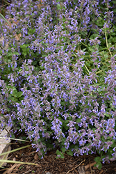 Little Trudy Catmint (Nepeta 'Psfike') at Parkland Garden Centre