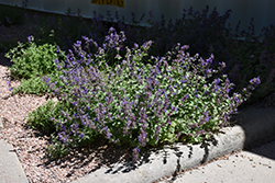 Little Trudy Catmint (Nepeta 'Psfike') at Parkland Garden Centre