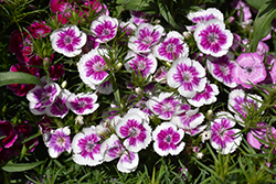 Wee Willie Sweet William (Dianthus barbatus 'Wee Willie') at Parkland Garden Centre