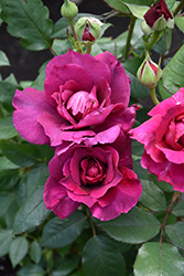Intrigue Rose (Rosa 'Intrigue') at Parkland Garden Centre