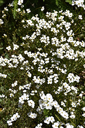 Catwalk White Wall Cress (Arabis caucasica 'Catwalk White') at Parkland Garden Centre