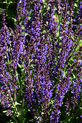 Spring King Meadow Sage (Salvia nemorosa 'Spring King') at Parkland Garden Centre