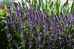 Violet Riot Sage (Salvia nemorosa 'Violet Riot') at Parkland Garden Centre