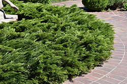Calgary Carpet Juniper (Juniperus sabina 'Calgary Carpet') at Parkland Garden Centre