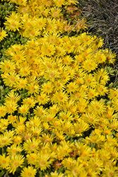 Yellow Ice Plant (Delosperma nubigenum) at Parkland Garden Centre