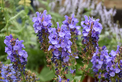 Sky Blue Marvel Meadow Sage (Salvia nemorosa 'Sky Blue Marvel') at Parkland Garden Centre