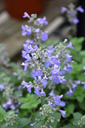 Picture Purrfect Catmint (Nepeta 'Picture Purrfect') at Parkland Garden Centre