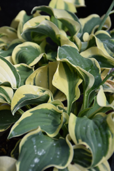 Mini Skirt Hosta (Hosta 'Mini Skirt') at Parkland Garden Centre