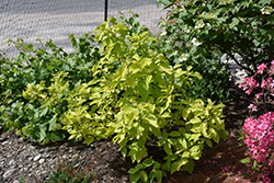 Neon Burst Dogwood (Cornus alba 'ByBoughen') at Parkland Garden Centre