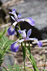Blue Flag Iris (Iris versicolor) at Parkland Garden Centre