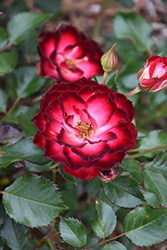 Never Alone Rose (Rosa 'CNLA 362') at Parkland Garden Centre