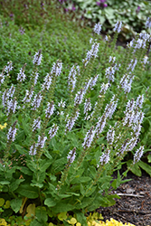 Bumblesky Meadow Sage (Salvia nemorosa 'Bumblesky') at Parkland Garden Centre