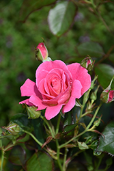 Aurora Borealis Rose (Rosa 'VLR002') at Parkland Garden Centre