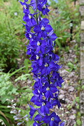 Bellamosum Belladonna Larkspur (Delphinium x belladonna 'Bellamosum') at Parkland Garden Centre