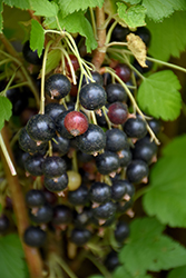 Ben Sarek Black Currant (Ribes nigrum 'Ben Sarek') at Parkland Garden Centre