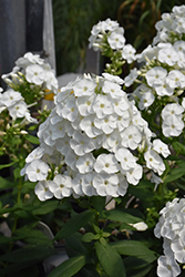 Luminary Backlight Garden Phlox (Phlox paniculata 'Backlight') at Parkland Garden Centre