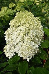 Puffer Fish Hydrangea (Hydrangea paniculata 'NCHP1') at Parkland Garden Centre