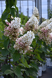 Pinky Winky Prime Hydrangea (Hydrangea paniculata 'ILVOHPPRM') at Parkland Garden Centre