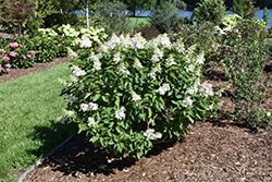 Pinky Winky Prime Hydrangea (Hydrangea paniculata 'ILVOHPPRM') at Parkland Garden Centre