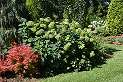 Invincibelle Sublime Smooth Hydrangea (Hydrangea arborescens 'SMNHRL') at Parkland Garden Centre