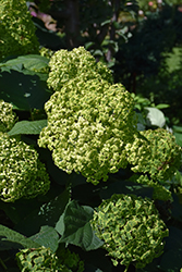 Invincibelle Sublime Smooth Hydrangea (Hydrangea arborescens 'SMNHRL') at Parkland Garden Centre