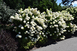 Zinfin Doll Hydrangea (Hydrangea paniculata 'SMNHPRZEP') at Parkland Garden Centre