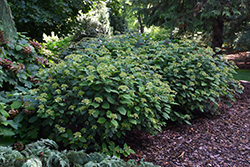 Invincibelle Lace Hydrangea (Hydrangea arborescens 'SMNHRLL') at Parkland Garden Centre