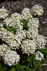 Tiny Quick Fire Hydrangea (Hydrangea paniculata 'SMNHPSB') at Parkland Garden Centre