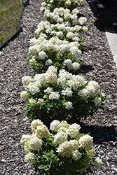 Tiny Quick Fire Hydrangea (Hydrangea paniculata 'SMNHPSB') at Parkland Garden Centre