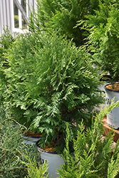 Cheer Drops Arborvitae (Thuja occidentalis 'SMNTDGT') at Parkland Garden Centre