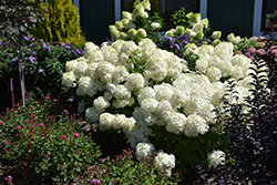 Puffer Fish Hydrangea (Hydrangea paniculata 'NCHP1') at Parkland Garden Centre