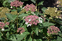 Invincibelle Lace Hydrangea (Hydrangea arborescens 'SMNHRLL') at Parkland Garden Centre