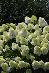 Limelight Prime Hydrangea (Hydrangea paniculata 'SMNHPPH') at Parkland Garden Centre