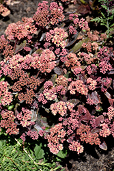 Rock 'N Grow Tiramisu Stonecrop (Sedum 'Tiramisu') at Parkland Garden Centre