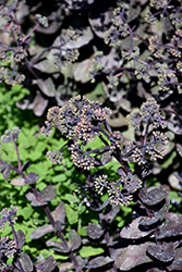 Night Light Stonecrop (Sedum 'Night Light') at Parkland Garden Centre