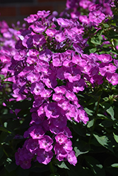 Garden Girls Dream Girl Garden Phlox (Phlox paniculata 'Dream Girl') at Parkland Garden Centre