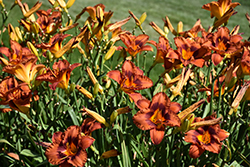 Mighty Chestnut Daylily (Hemerocallis 'Mighty Chestnut') at Parkland Garden Centre