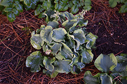 School Mouse Hosta (Hosta 'School Mouse') at Parkland Garden Centre