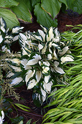 Fire and Ice Hosta (Hosta 'Fire and Ice') at Parkland Garden Centre